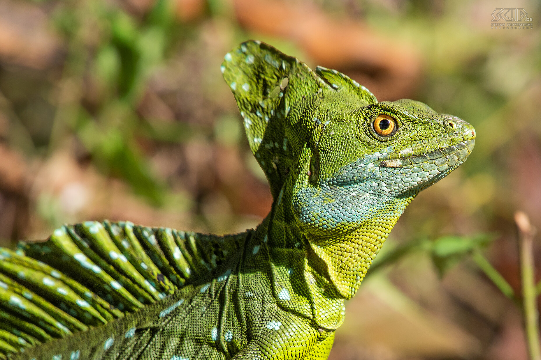 Selva Verde - Closeup kroonbasilisk (double-crested basilisk, plumed basilisk, green basilisk, basiliscus plumifrons) Stefan Cruysberghs